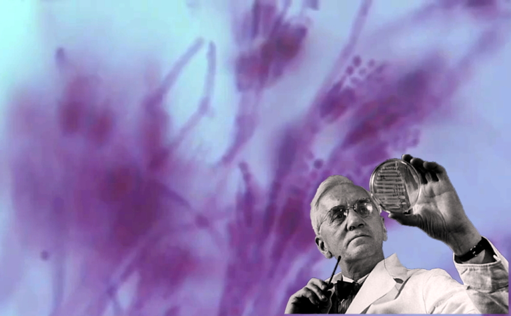 Sir Alexander Fleming views his antibacterial paintbrush, penicillin