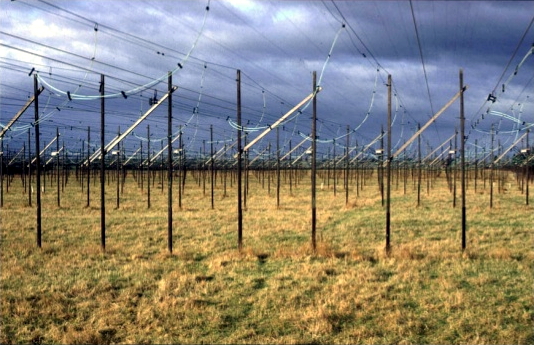 Radio lines in a field