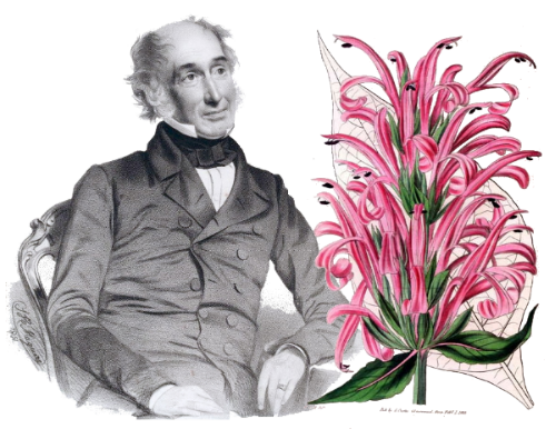 Maguire’s drawing of Sir William J Hooker with Hooker’s drawing of Justicia Carnea.