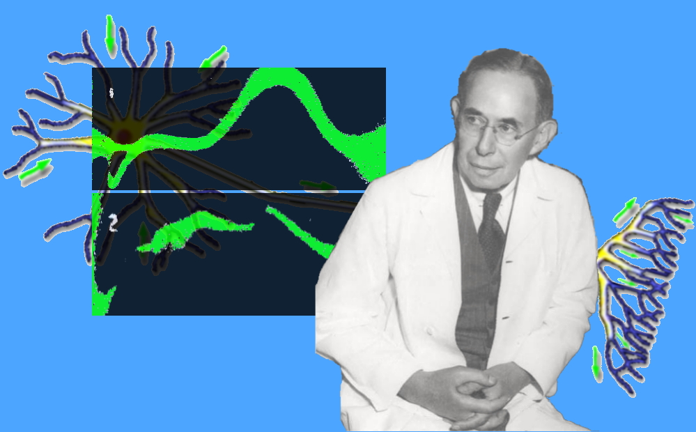 With an illustration of a single nerve cell body receiving, conducting, and transmitting impulses behind him, Dr. Erlanger contemplates the first two frames of a single sciatic nerve impulse captured in a fraction of a millisecond on an oscillograph.