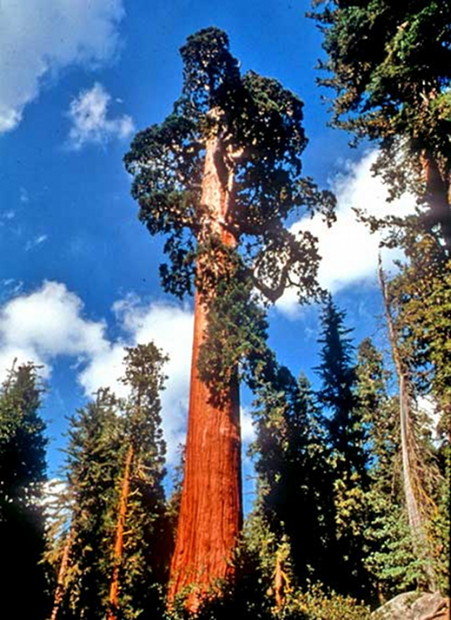 The Giant Sequoia, “General Grant” 