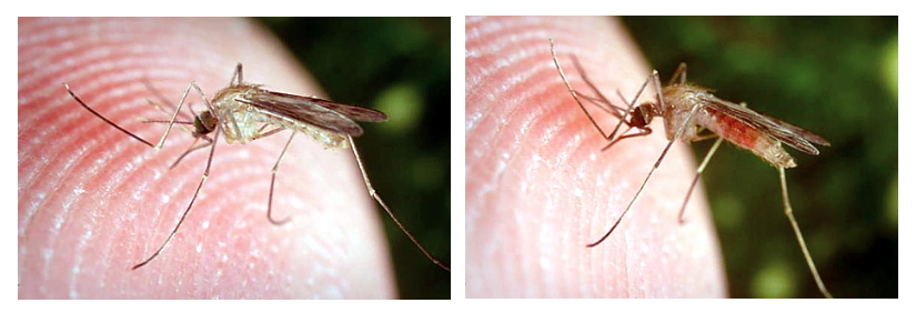 Anopheles drilling [left] and beginning to pump blood [right]