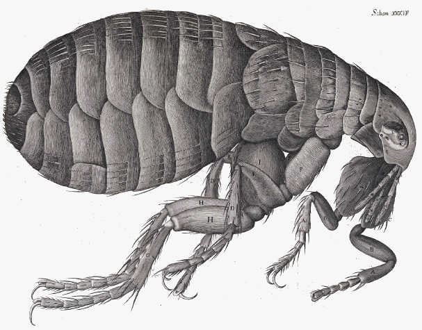 Hooke’s exquisite pen and pencil rendering of a flea seen under his early microscope.