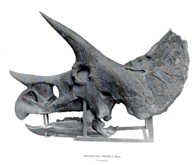 Photograph of Triceratops skull 