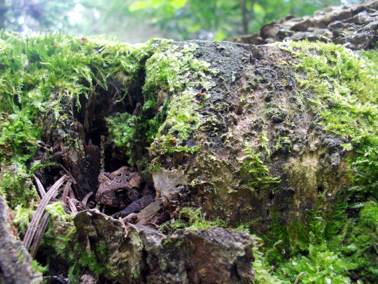 First place Sapphire: “A Mossy Crevice” by Kyra Reed, Age 14.