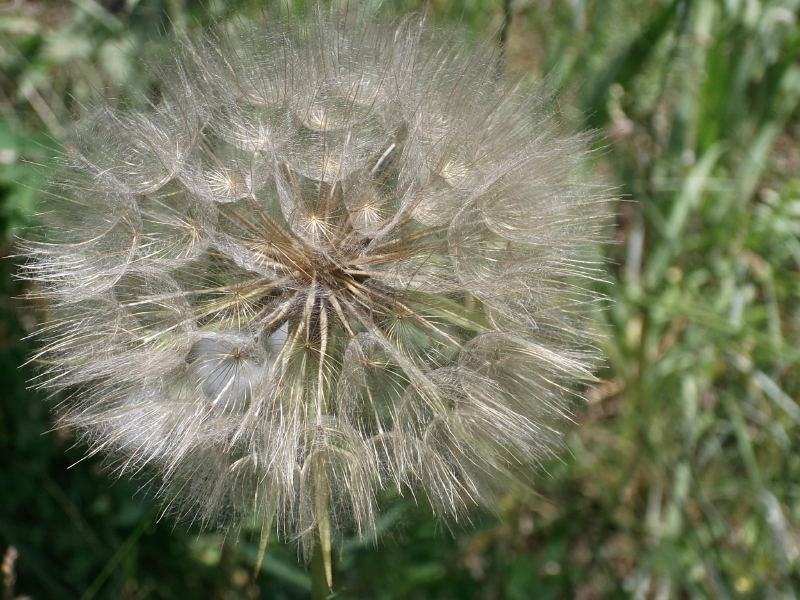 First Place – “A Giant Dandelion” by Haley Bruder