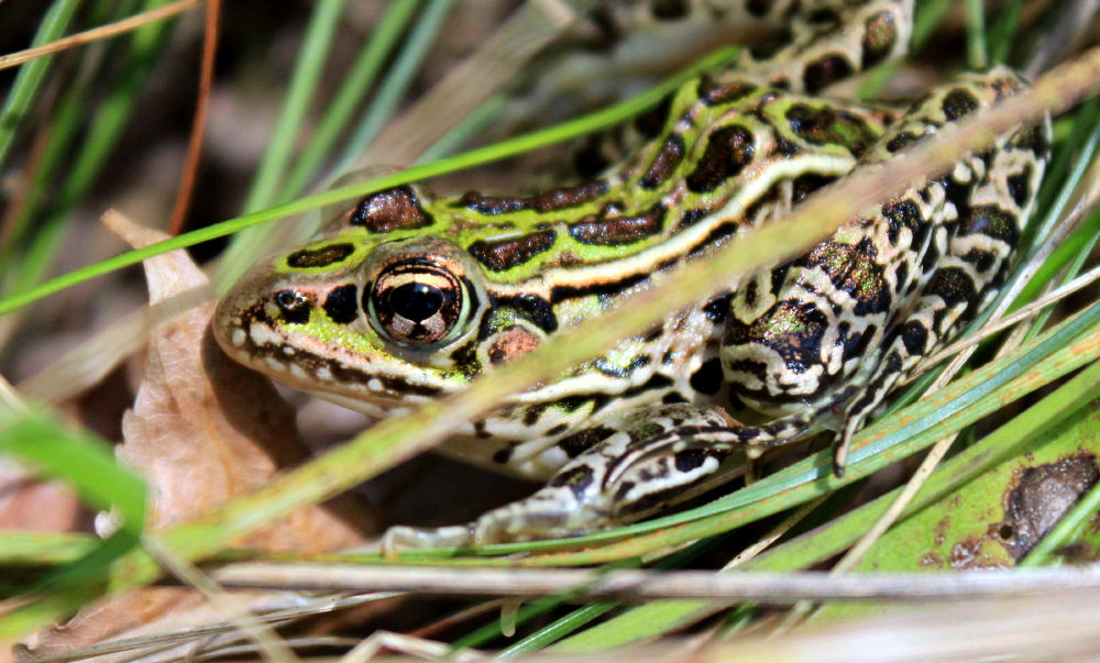 Second Place Diamond – “Frog in the Marsh” by Isabel Cronin