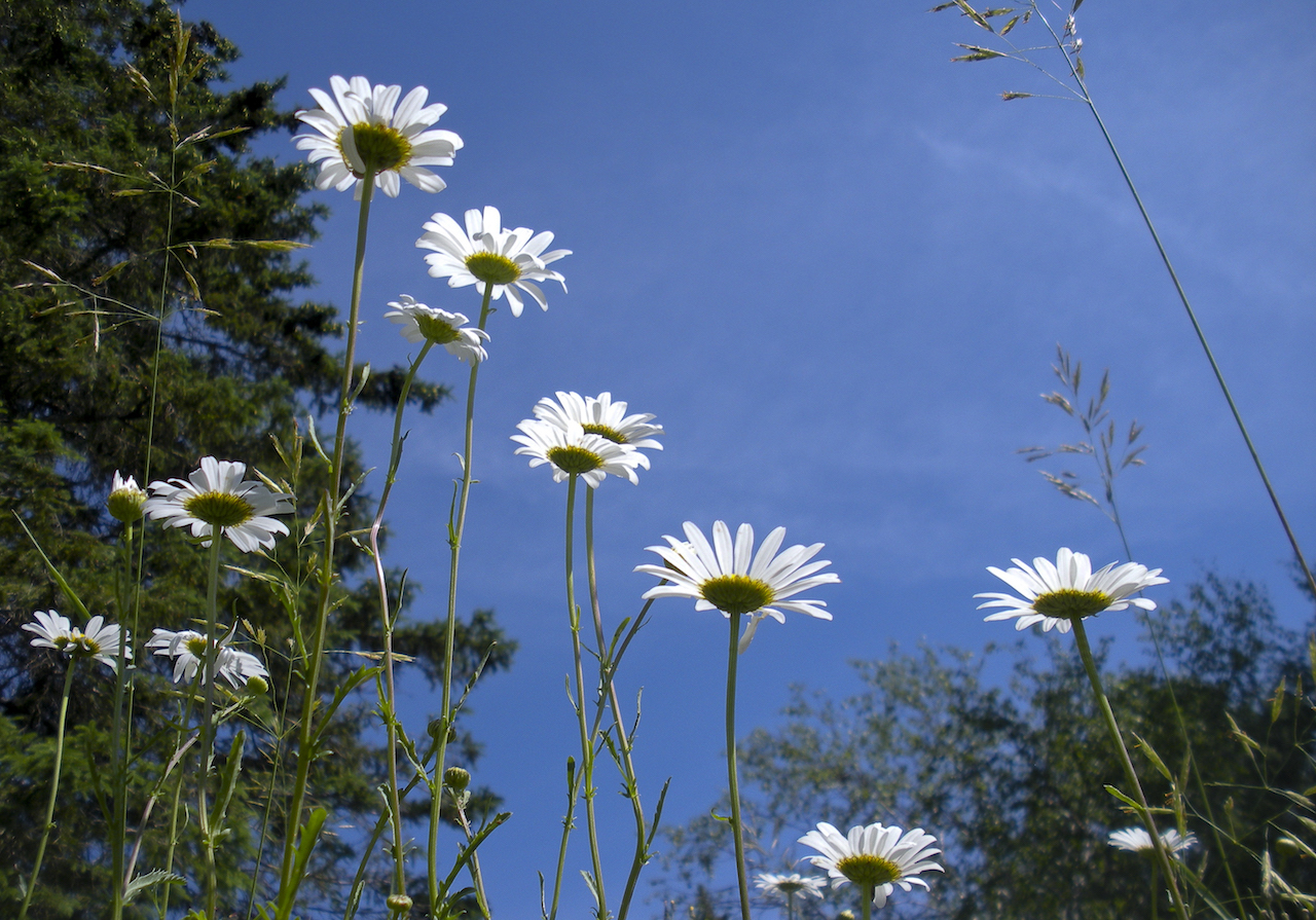 The 3rd Place Winner of the Emerald category: “Wild Daisies” by Morgan Amir of Glen Bernard Camp, Age 10.