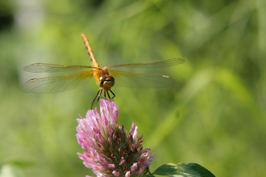 Honourable Mention – “Dragonfly Sitting on a Stick” by Emily Murray