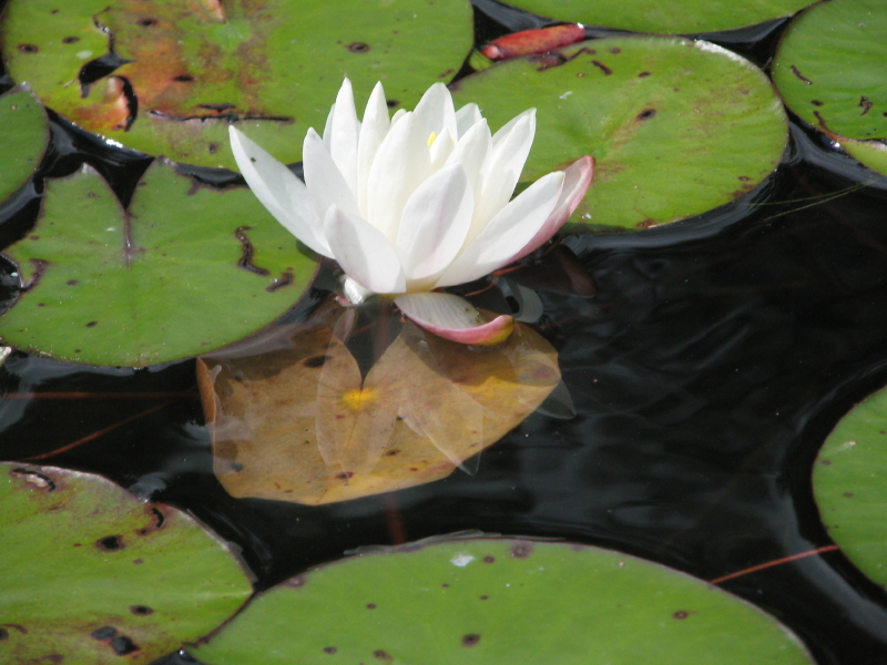 Honourable Mention – “Lily by the Water” by Zoe Milne