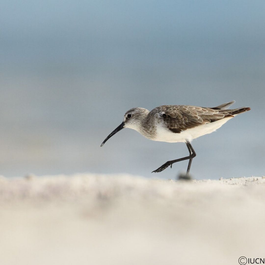 Curlew Sandpiper on a beach with IUCN copyright