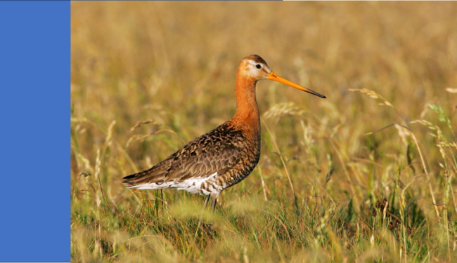Black-tailed godwit in a field 
