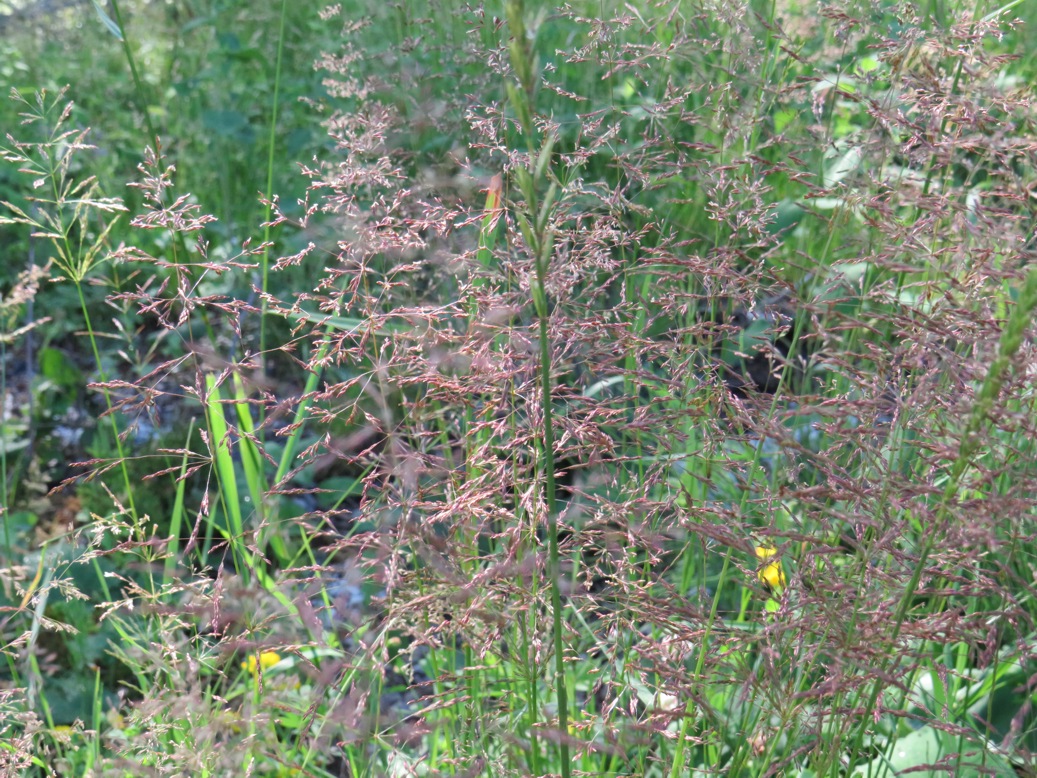 Wild grasses in seed