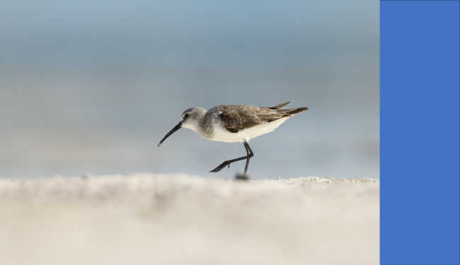 Curlew Sandpiper on a sandy beach