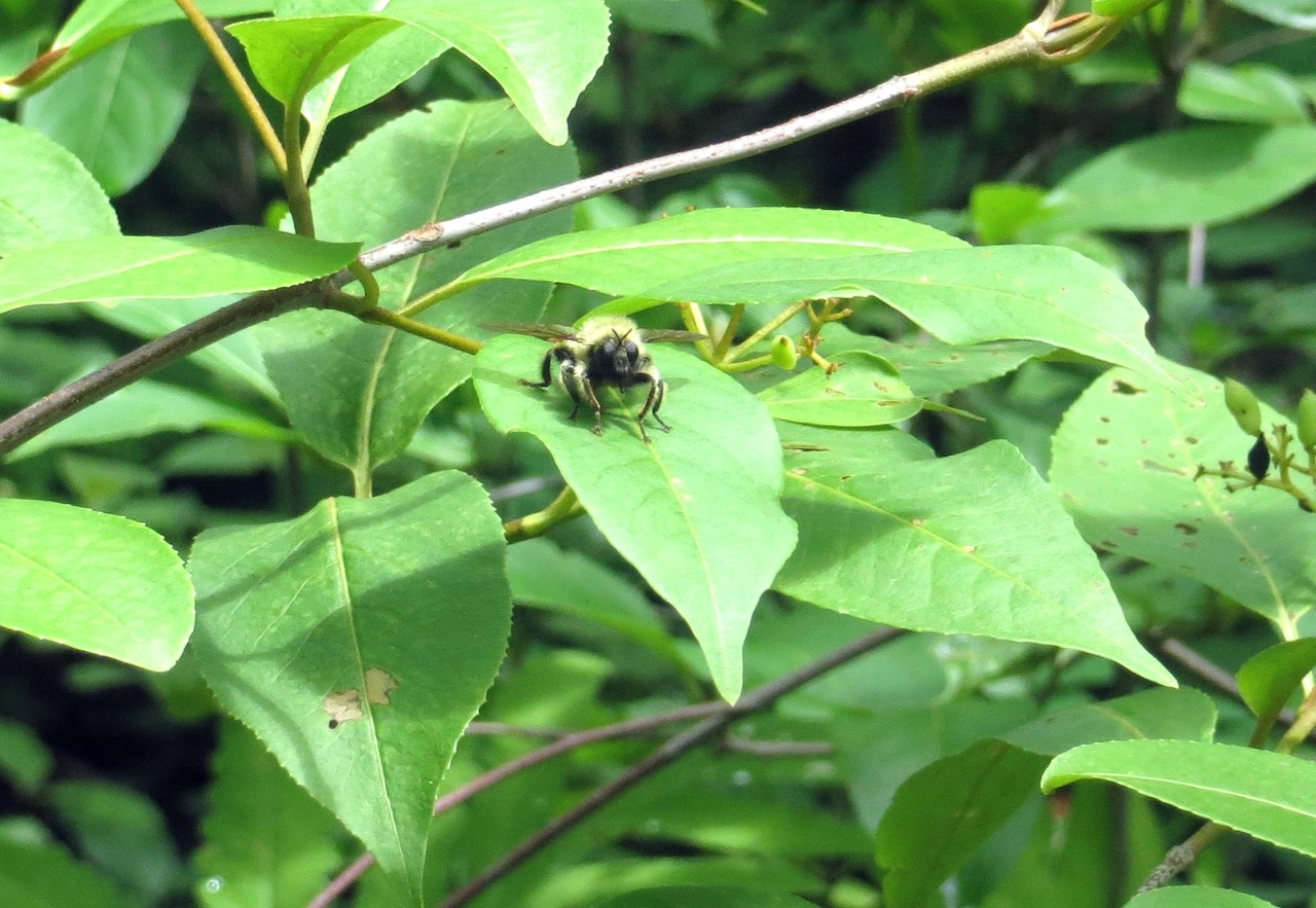 The 2nd Place Winner of the Emerald category: “Bee on a Leaf” by Karlie McGillis of Camp Centennial.