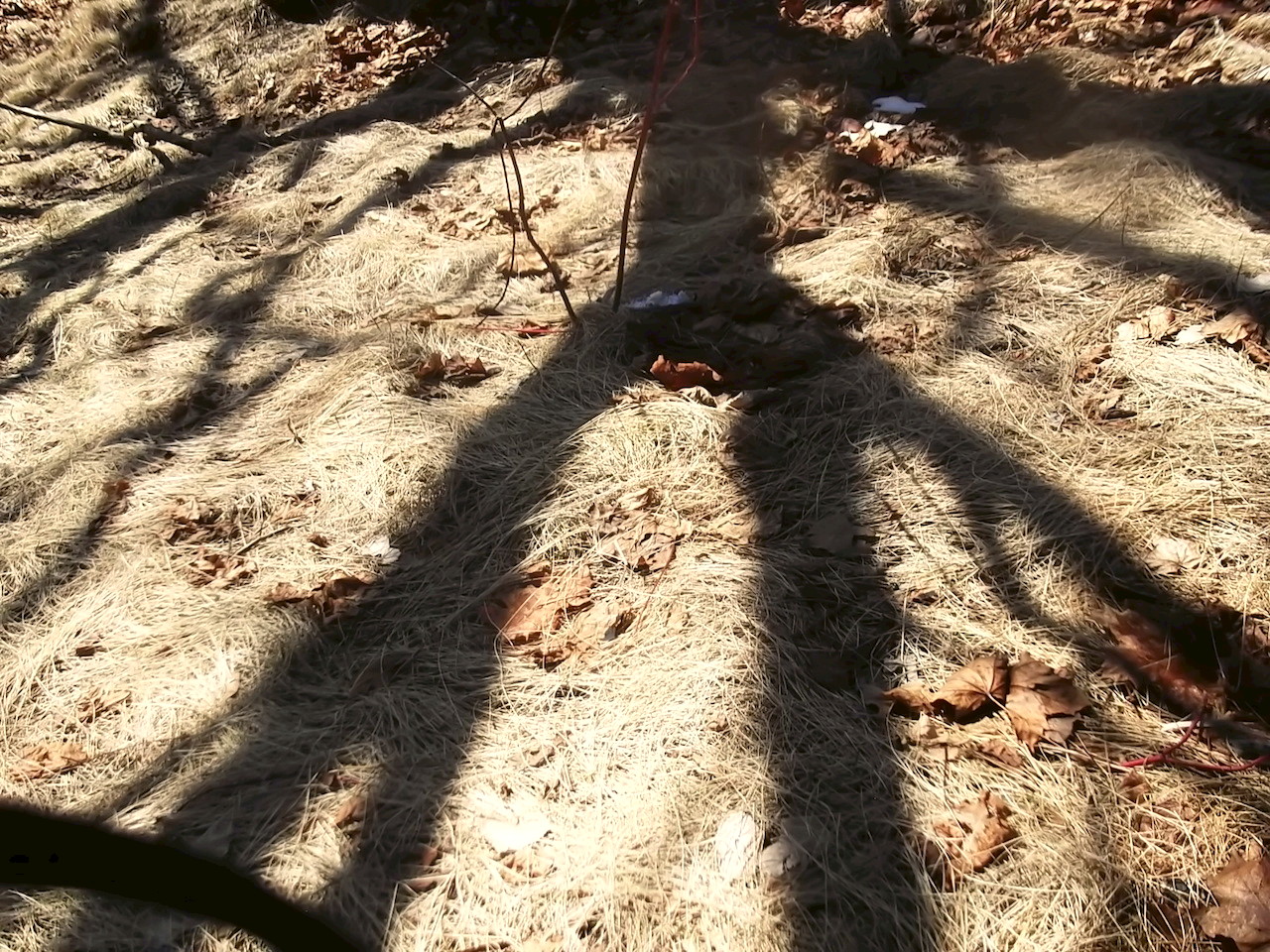 School-wide bondar challenge winner 2018-19 shadow of tree on ground