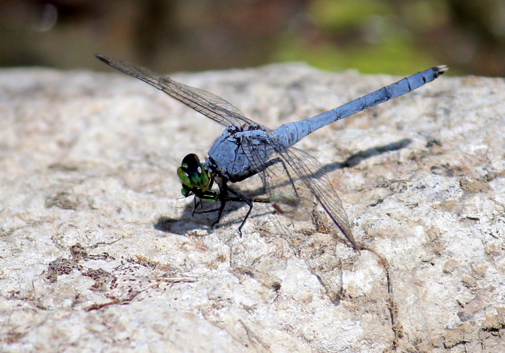 Second Place Diamond – “Dragon Fly Eating a Damselfly” by Nathan Ouedraogo