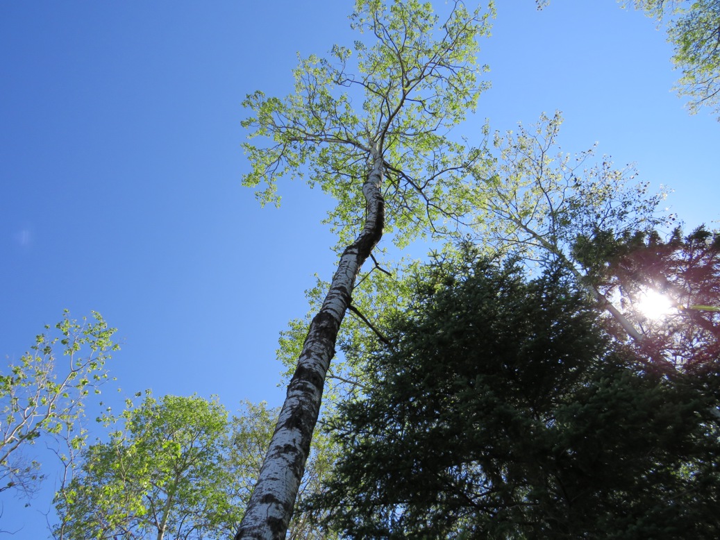 Birch tree against sky