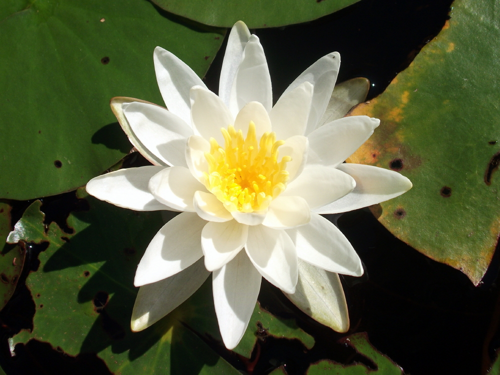 Third Place Emerald – “Glowing Water Lily” by Megan Buchanan
