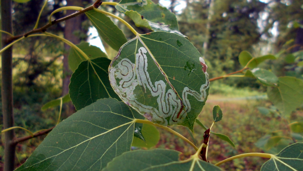 Honourable Mention Emerald – “Worm Leaf” by Kianna Jondreau
