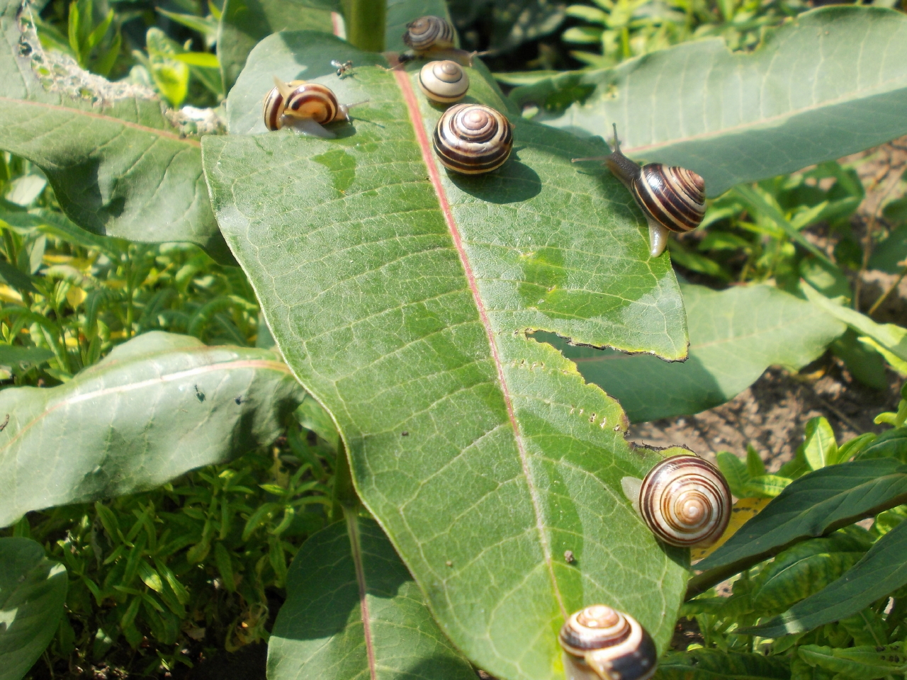 Honourable Mention Emerald – “Snails On Leaf” by James Scafer