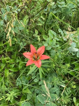 Wild tiger lily in meadow