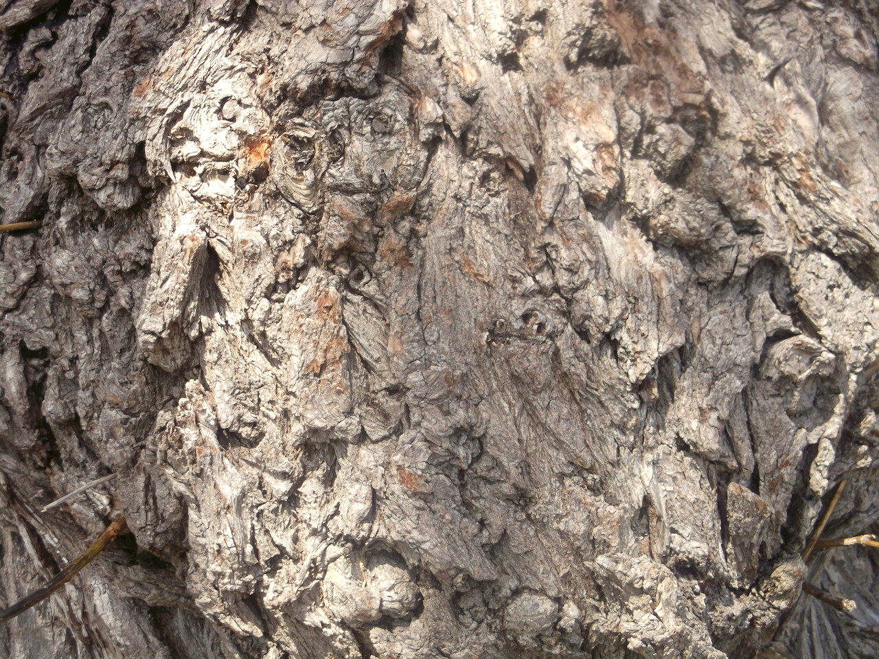 School-wide bondar challenge winner 2018-19 close-up tree bark