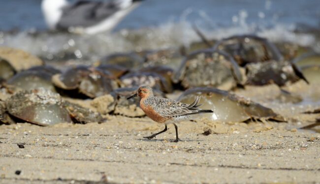 Red Knot on beach with horseshoe crabs