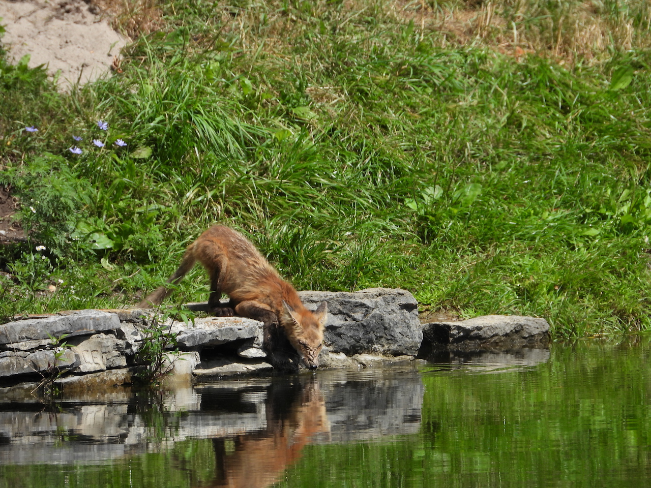 Honourable Mention in the Ruby category: “Thirsty Fox” by Astraia Doran of Riverview Park & Zoo.
