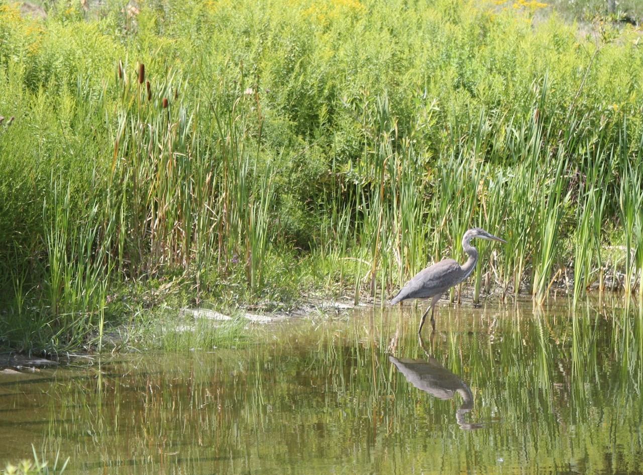 Honourable Mention in the Ruby category: “Reflections of the Great Blue Heron” by George Elcombe of Riverview Park & Zoo.