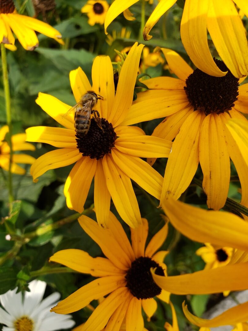 Honourable Mention in the Ruby category: “The Busy Buzzing Bee” by Courtney Murduff of Riverview Park & Zoo.