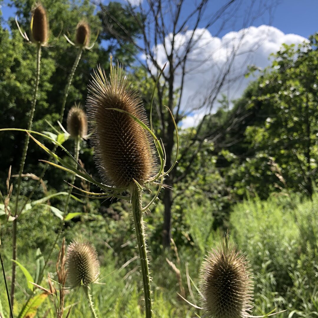 Honourable Mention in the Ruby category: “A Teasel Tease” by Alexandra W. of Riverview Park & Zoo.