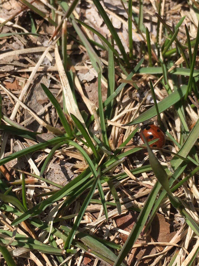 School-wide bondar challenge winner 2018-19 ladybug among grass