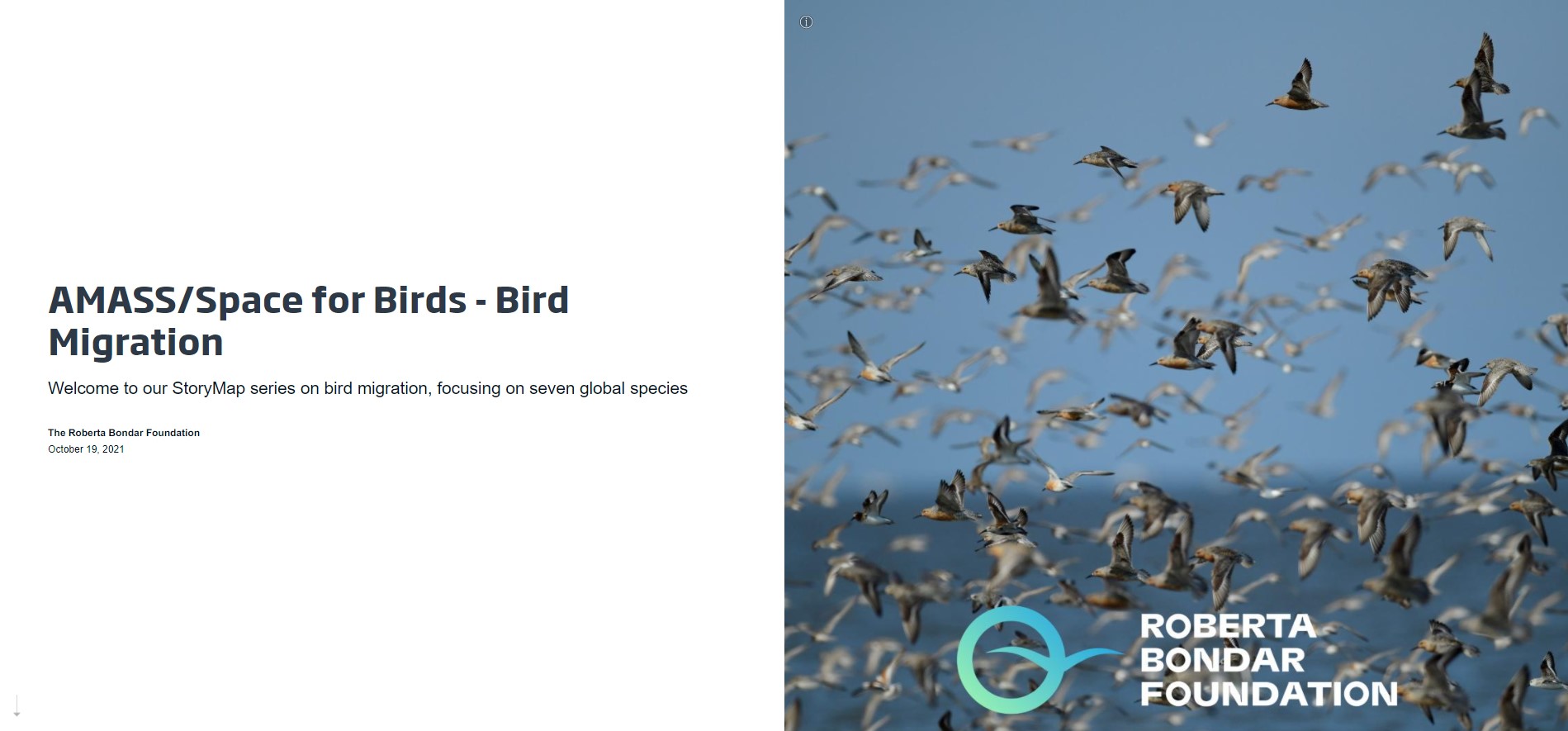 Slide with the text AMASS/Space for Birds - Bird Migration and an image of Red Knots flying against blue sky