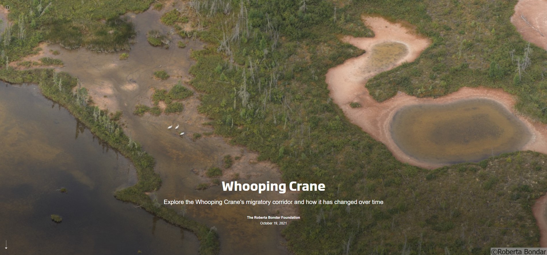 Slide with the text Whooping Crane and an aerial photo of brown ponds in green wetland