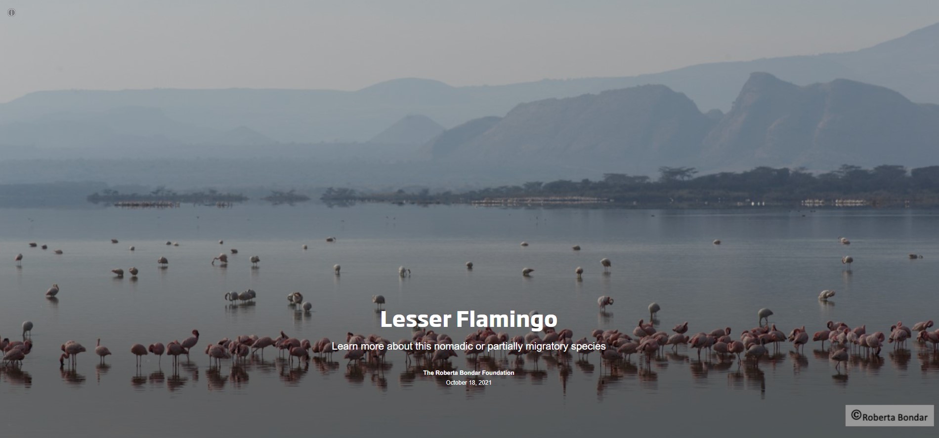 Slide with the text Lesser Flamingo and a photo of pink birds on a blue lake with mountains in the distance