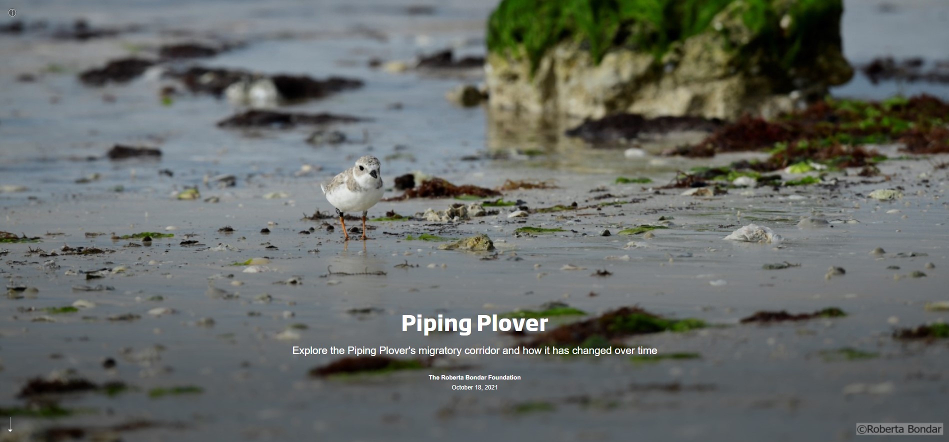 Slide with the text Piping Plover and an image of a small bird walking on a sand and rock beach