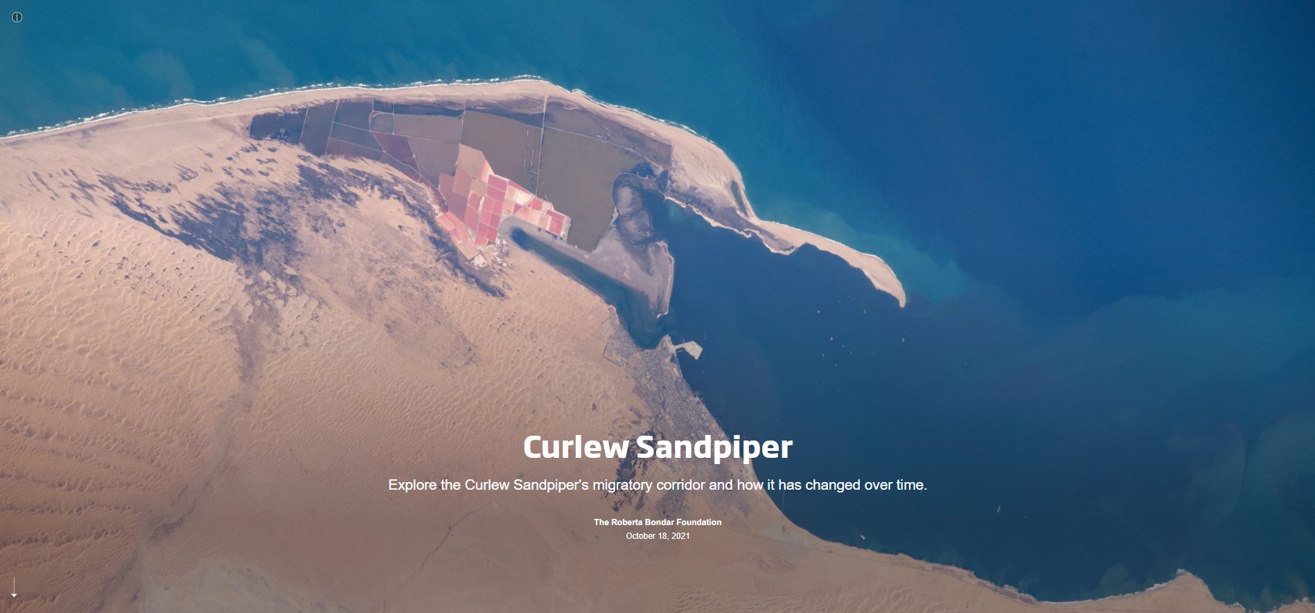 Slide with the text Curlew Sandpiper with a space image of pink sand dunes beside blue ocean