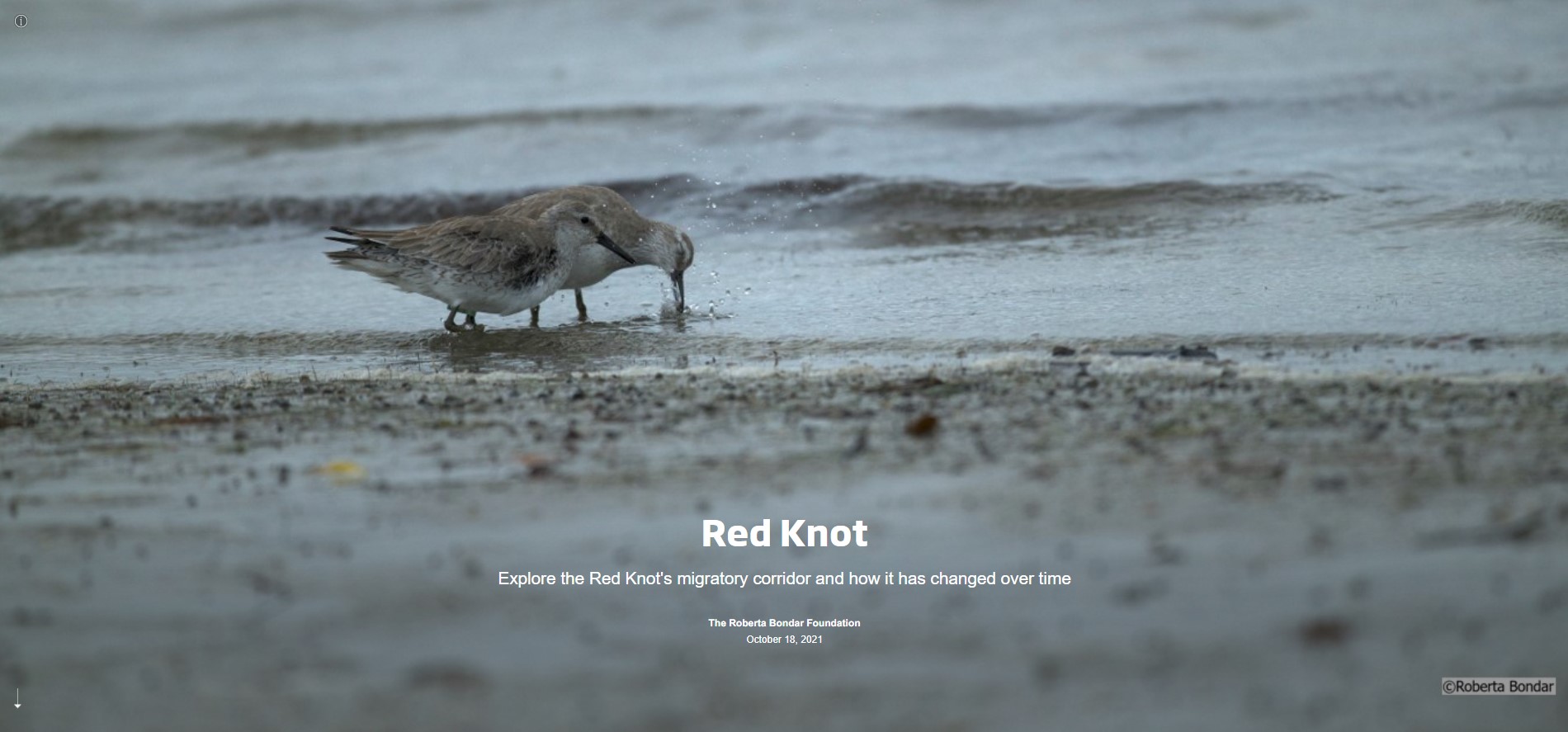 Slide with the text Red Knot and a photo of two birds on a sandy beach with waves in background