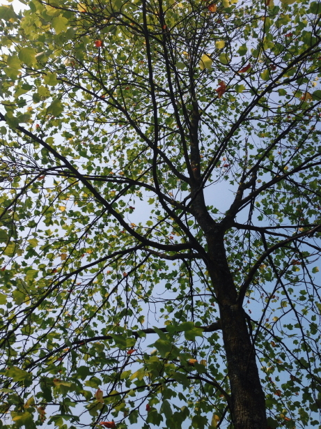 Photo of tree branches against sky