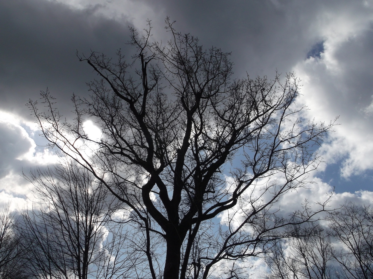 School-wide bondar challenge winner 2018-19 tree against cloudy sky
