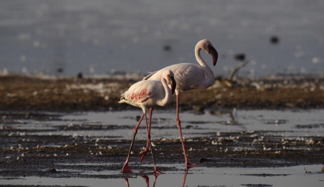 Two lesser flamingos walking in shallow water