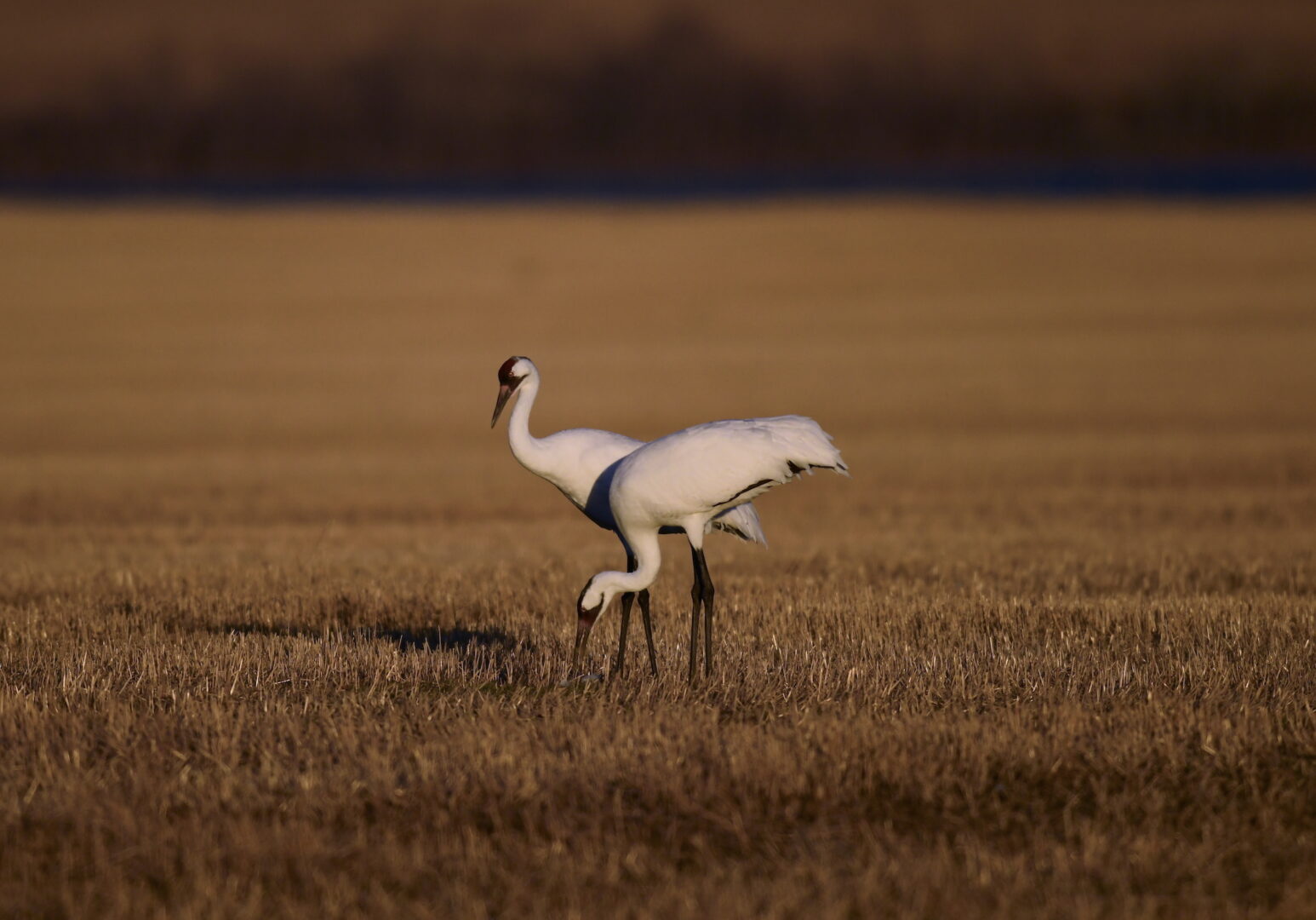 Two Whooping Cranes in a field