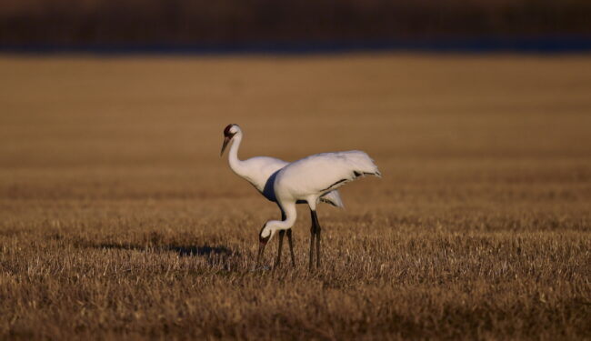 Two Whooping Cranes in a field
