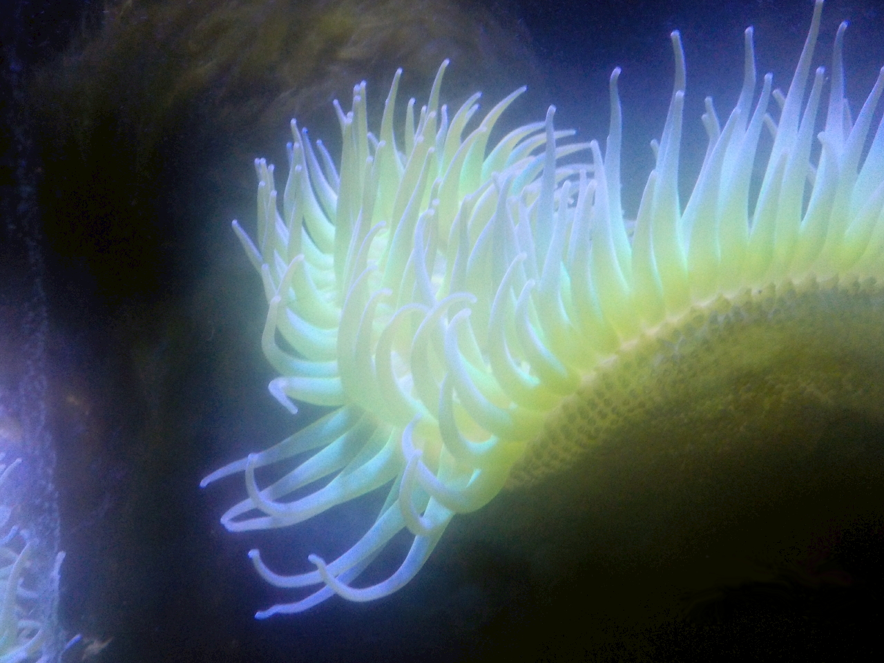 The Winner of the Underwater category is “Light Up” by J. Harris.