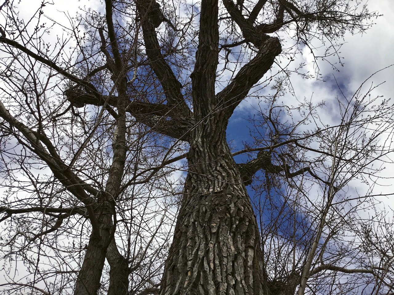 School-wide bondar challenge winner 2018-19 tree trunk and branches against sky