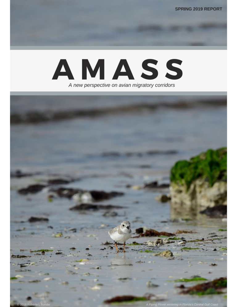 Cover image of Piping Plover on sand and rock beach with the text AMASS