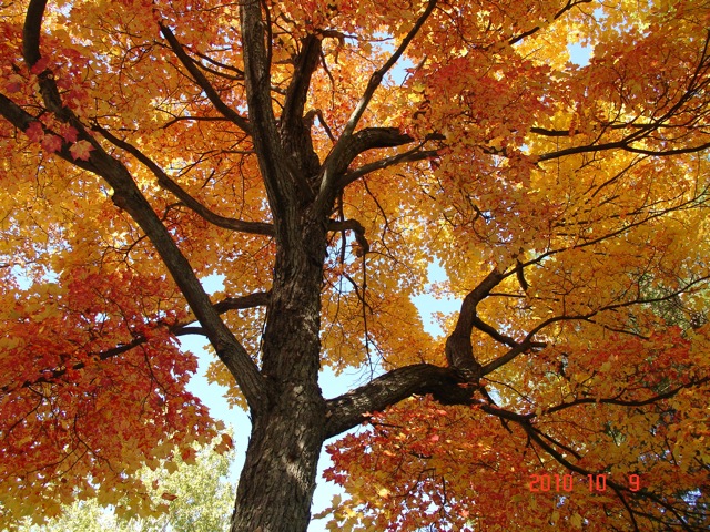 Image of a tree with autumn leaves