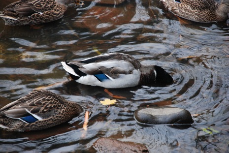Image of duck with head underwater