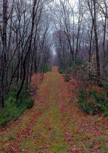 Image of path in forest covered in leaves